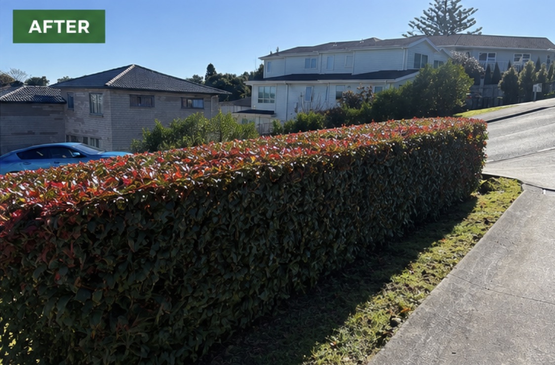 The same red-leaf hedge after an even trim