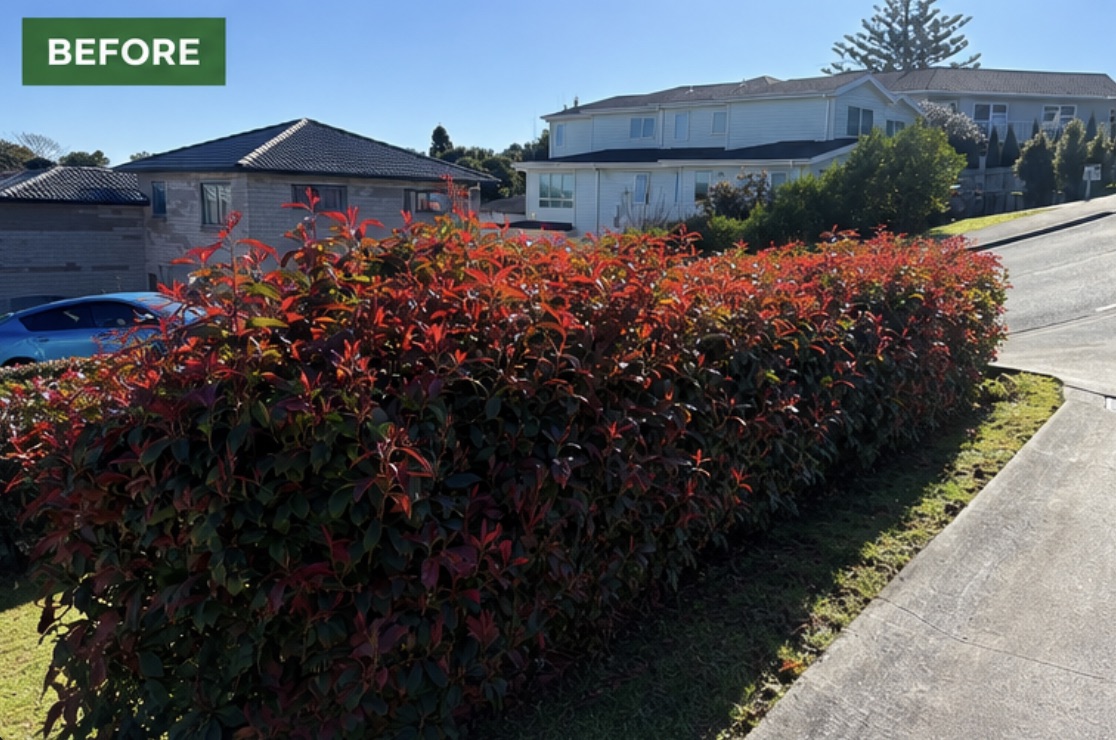 Overgrown red-leaf hedge before trimming